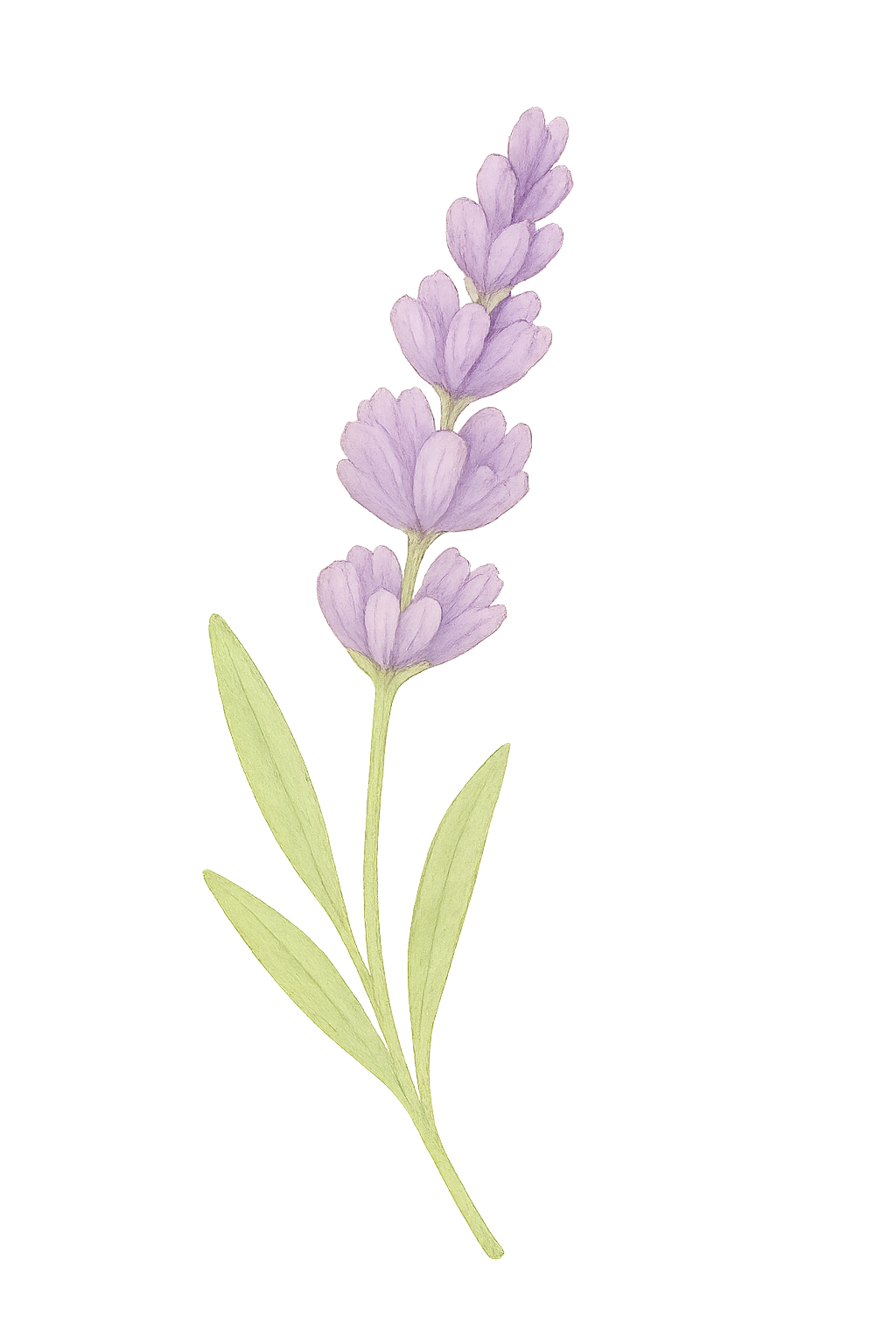 Логотип Lavanda